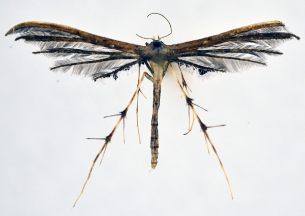 /filer/webapps/moths/media/images/S/stenodactylus_Titanoptilus_A_NHMO_02.jpg