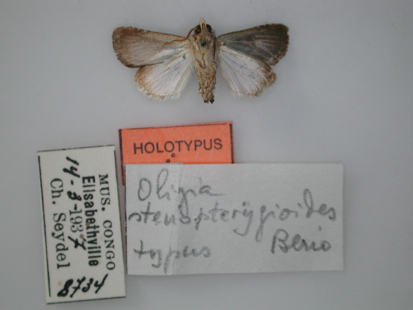 /filer/webapps/moths/media/images/S/stenopterygioides_Oligia_HT_RMCA_02.jpg
