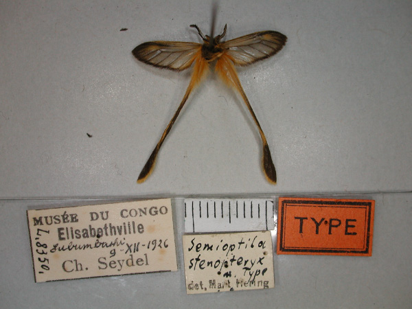 /filer/webapps/moths/media/images/S/stenopteryx_Semioptila_HT_RMCA_02.jpg