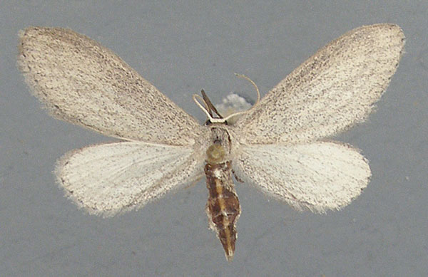 /filer/webapps/moths/media/images/S/stenoptila_Zygophyxia_AF_TMSA.jpg