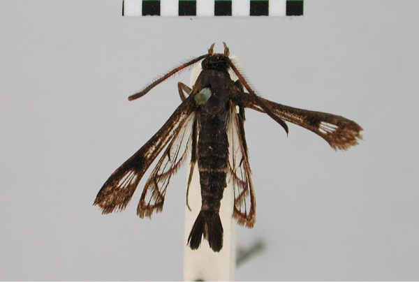 /filer/webapps/moths/media/images/S/stenothyris_Synanthedon_HT_BMNH.jpg