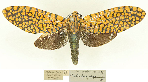 /filer/webapps/moths/media/images/S/stephania_Eulophonotus_AF_Hulsbosch.jpg
