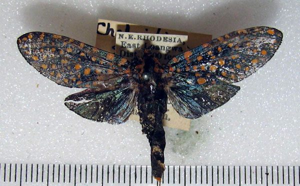 /filer/webapps/moths/media/images/S/stephania_Eulophonotus_A_HDOU_bZPBl1V.jpg