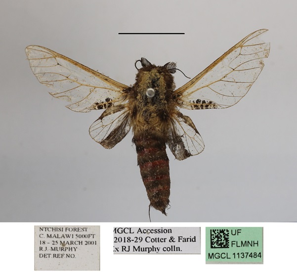 /filer/webapps/moths/media/images/S/stephania_Eulophonotus_A_MGCLa_02.JPG