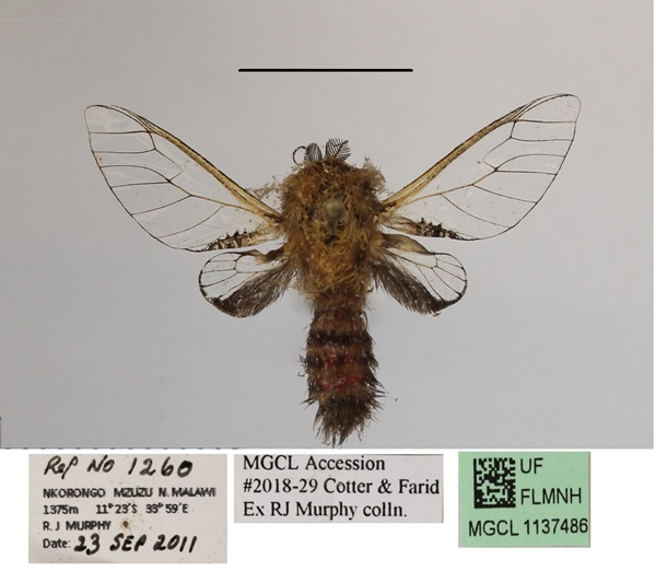 /filer/webapps/moths/media/images/S/stephania_Eulophonotus_A_MGCLa_03.JPG