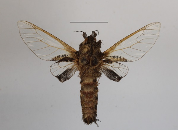 /filer/webapps/moths/media/images/S/stephania_Eulophonotus_A_MGCLb_01.JPG