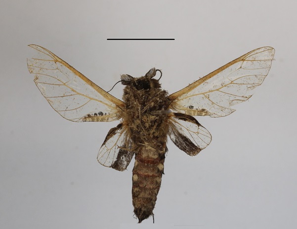 /filer/webapps/moths/media/images/S/stephania_Eulophonotus_A_MGCLb_02.JPG