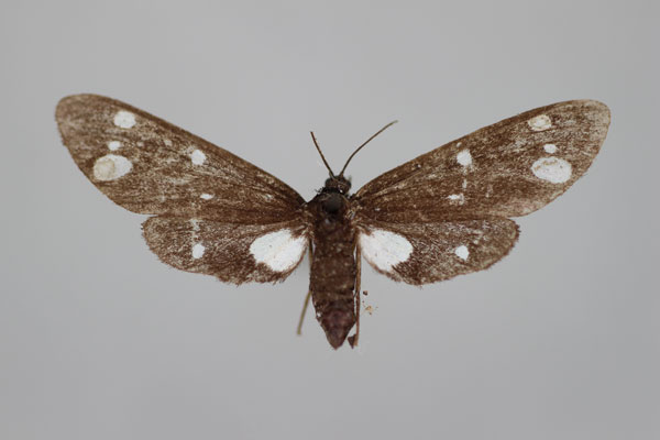 /filer/webapps/moths/media/images/S/stephania_Tritonaclia_LT_BMNH.jpg