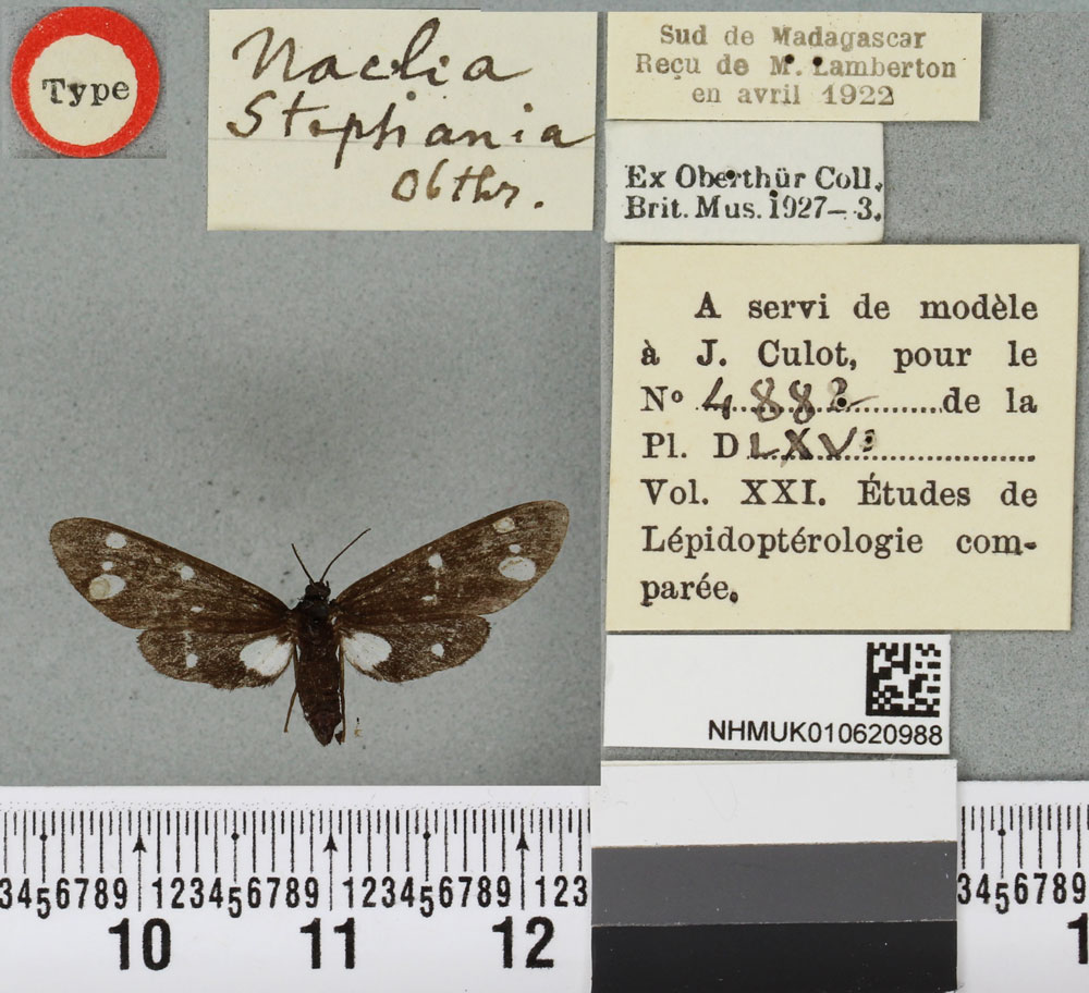 /filer/webapps/moths/media/images/S/stephania_Tritonaclia_LT_BMNHa.jpg