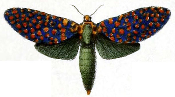 /filer/webapps/moths/media/images/S/stephania_Zeuzera_HT_Druce_55-3.jpg