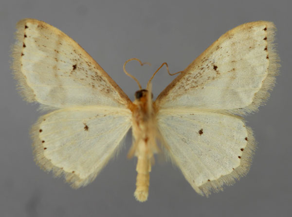 /filer/webapps/moths/media/images/S/stephanitis_Scopula_A_ZSM_02.jpg