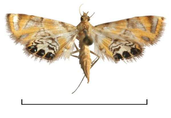 /filer/webapps/moths/media/images/S/stepheni_Eoophyla_HT_BMNH.jpg