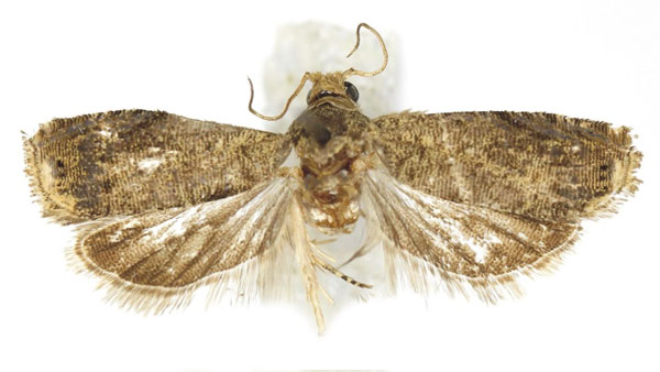 /filer/webapps/moths/media/images/S/stereoma_Coniostola_AM_Bassi.jpg