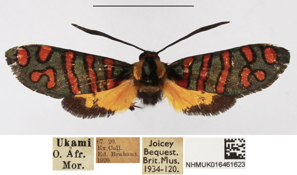 /filer/webapps/moths/media/images/S/sternecki_Arniocera_A_NHMUK_01.jpg
