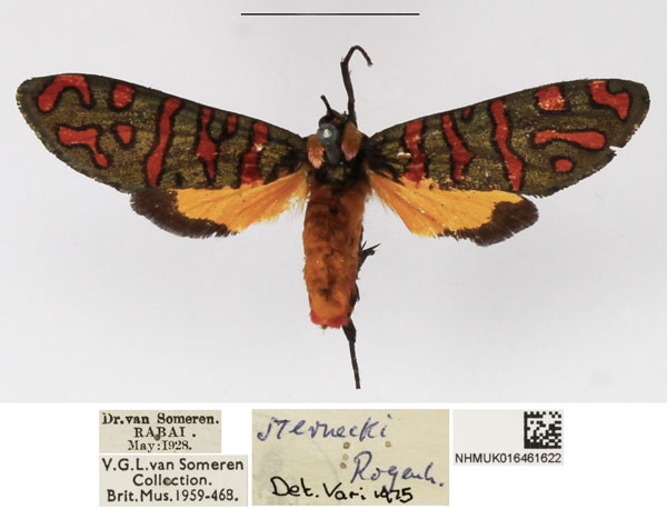 /filer/webapps/moths/media/images/S/sternecki_Arniocera_A_NHMUK_02.jpg