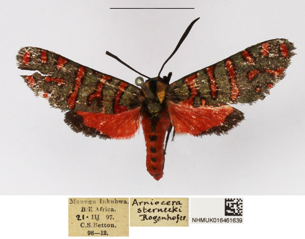 /filer/webapps/moths/media/images/S/sternecki_Arniocera_A_NHMUK_03.jpg