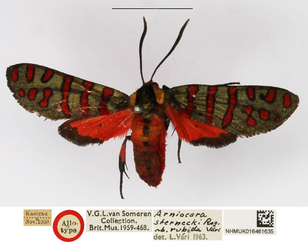 /filer/webapps/moths/media/images/S/sternecki_Arniocera_A_NHMUK_04.jpg