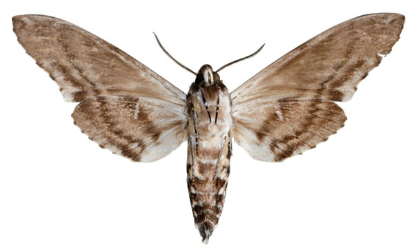 /filer/webapps/moths/media/images/S/stevecollinsi_Macropoliana_HT_EMEMb.jpg