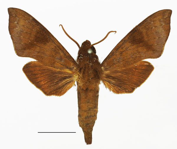 /filer/webapps/moths/media/images/S/stevensi_Temnora_AM_Basquin_01.jpg
