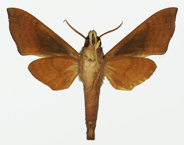 /filer/webapps/moths/media/images/S/stevensi_Temnora_AM_Basquinb.jpg