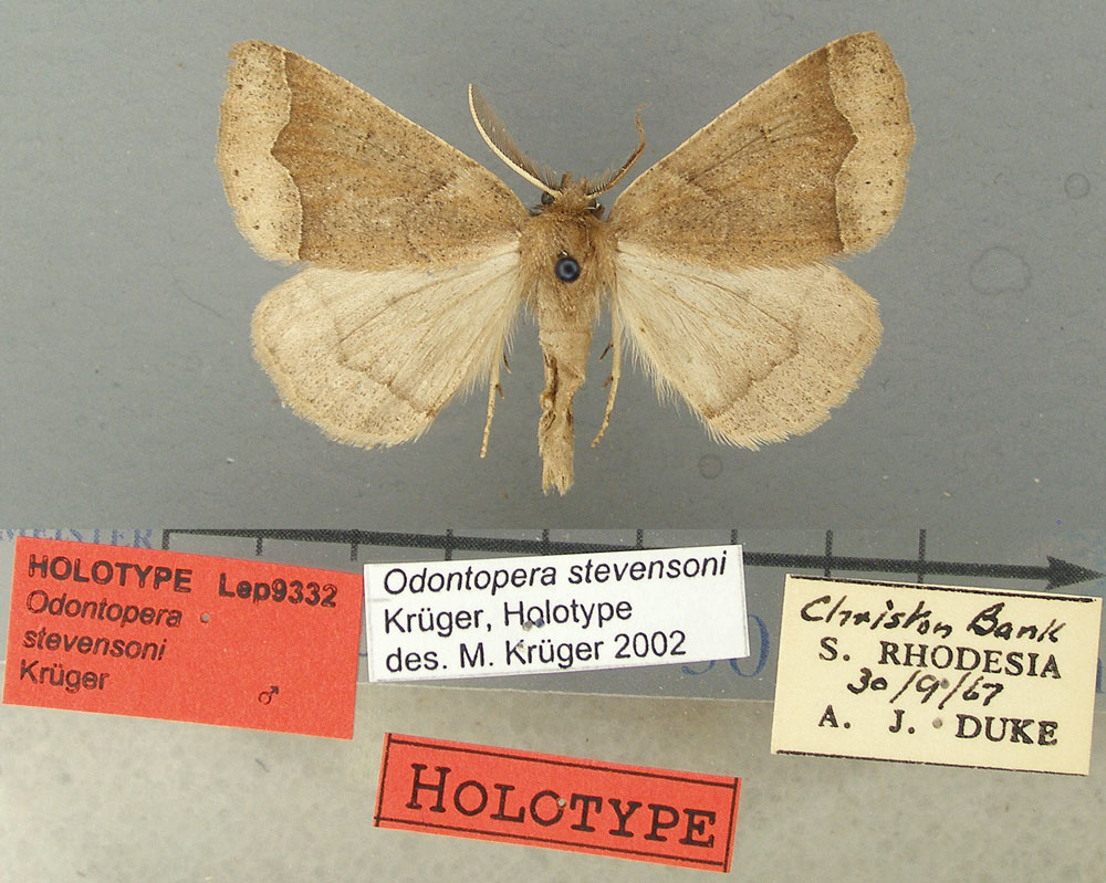 /filer/webapps/moths/media/images/S/stevensoni_Odontopera_HT_TMSA.jpg