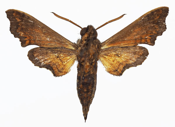 /filer/webapps/moths/media/images/S/stevensoni_Temnora_AM_Basquinb.jpg