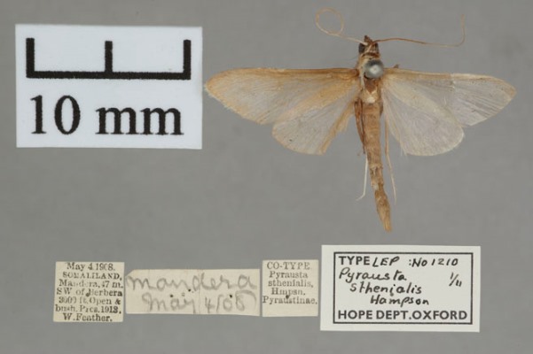 /filer/webapps/moths/media/images/S/sthenialis_Pyrausta_PT_OUMNH_01.jpg