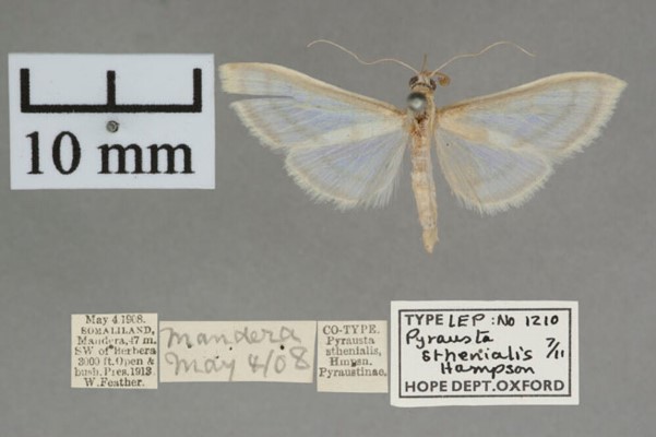 /filer/webapps/moths/media/images/S/sthenialis_Pyrausta_PT_OUMNH_04.jpg