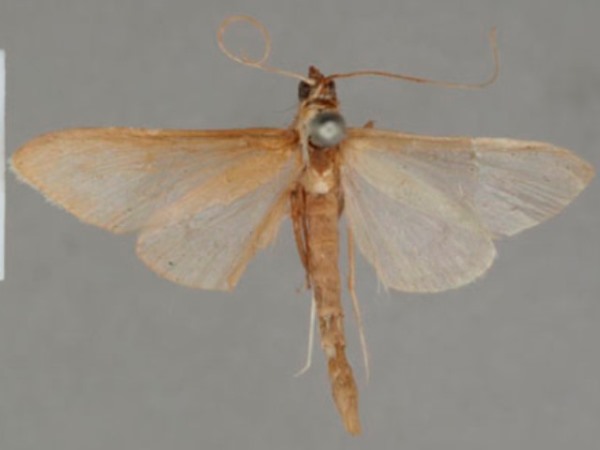 /filer/webapps/moths/media/images/S/sthenialis_Pyrausta_PT_OUMNHa_02.jpg