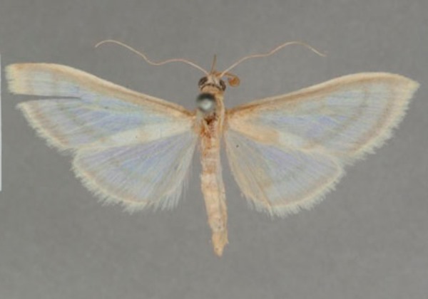 /filer/webapps/moths/media/images/S/sthenialis_Pyrausta_PT_OUMNHa_03.jpg