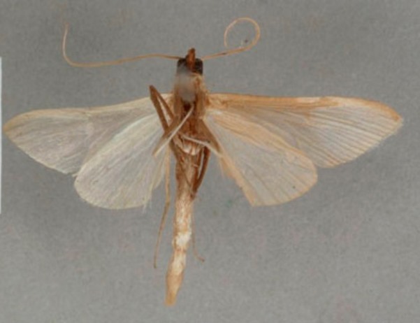 /filer/webapps/moths/media/images/S/sthenialis_Pyrausta_PT_OUMNHb_02.jpg