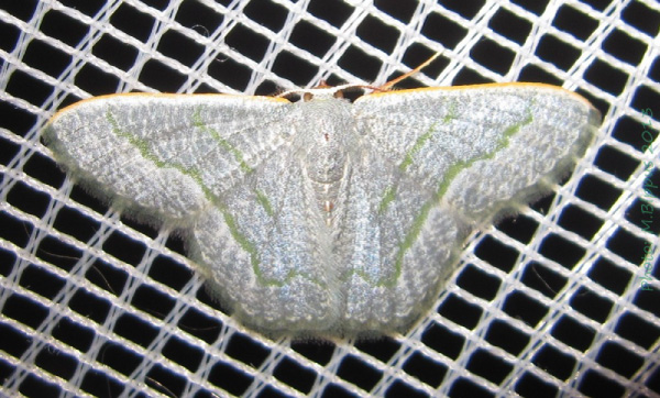/filer/webapps/moths/media/images/S/stibolepida_Chlorissa_A_Bippus.jpg