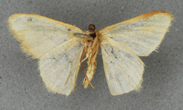 /filer/webapps/moths/media/images/S/stibolepida_Comibaena_HT_BMNHb.jpg