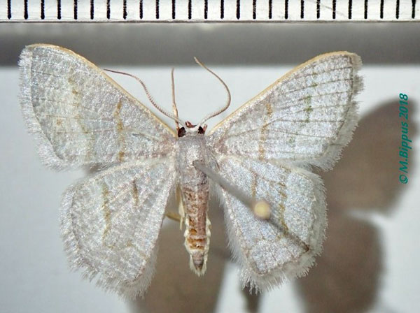 /filer/webapps/moths/media/images/S/stibolepida_Phaiogramma_AM_Bippus.jpg