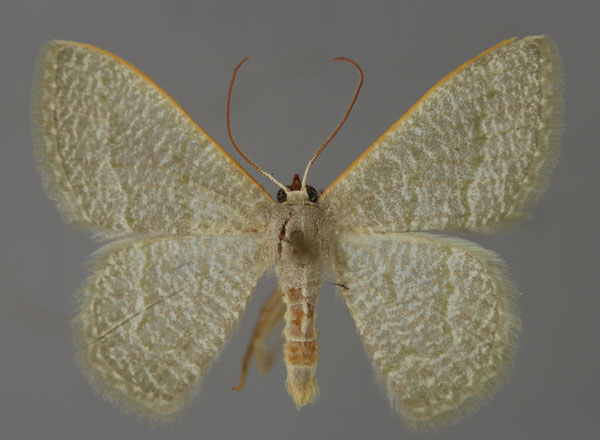/filer/webapps/moths/media/images/S/stibolepida_Phaiogramma_A_ZSM_01.jpg
