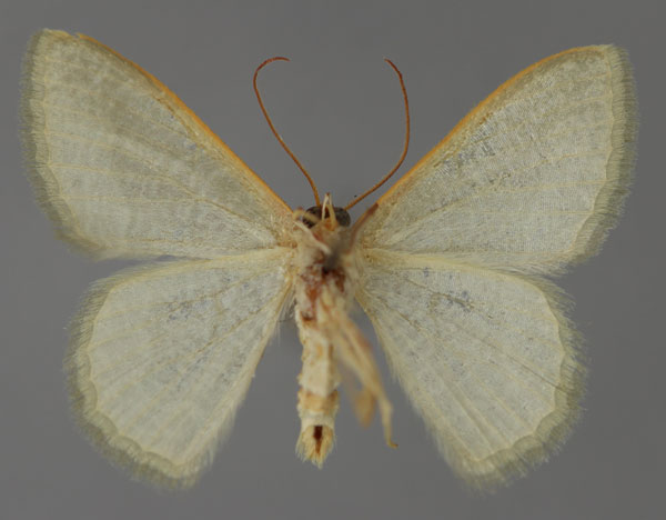 /filer/webapps/moths/media/images/S/stibolepida_Phaiogramma_A_ZSM_02.jpg