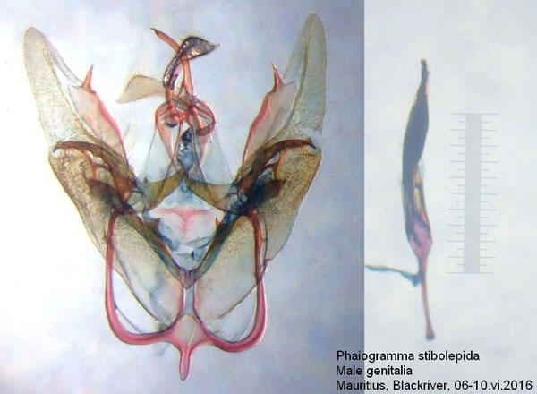 /filer/webapps/moths/media/images/S/stibolepida_Phaiogramma_GM_Bippus.jpg