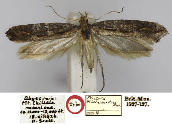 /filer/webapps/moths/media/images/S/stichocentra_Plutella_PLTF_NHMUK.jpg