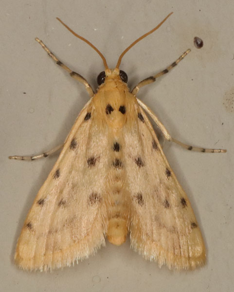 /filer/webapps/moths/media/images/S/stictalis_Calamoschoena_A_Heyns_03.jpg