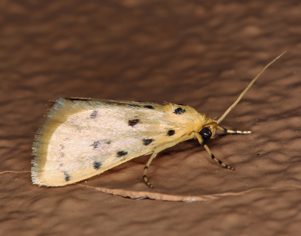 /filer/webapps/moths/media/images/S/stictalis_Calamoschoena_A_Roland_01.jpg