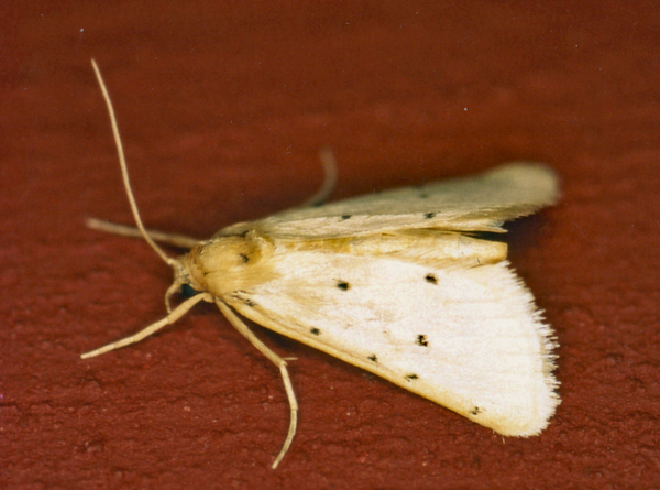 /filer/webapps/moths/media/images/S/stictalis_Calamoschoena_A_Roland_01_leCugWg.jpg