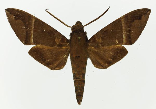 /filer/webapps/moths/media/images/S/stictica_Nephele_AM_Basquin.jpg