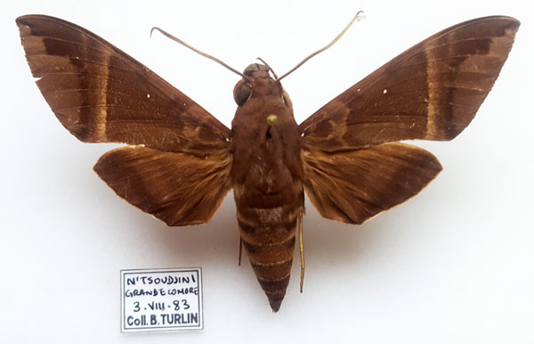 /filer/webapps/moths/media/images/S/stictica_Nephele_AM_Turlin.jpg