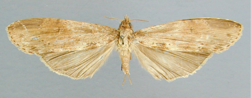 /filer/webapps/moths/media/images/S/stictica_Scrancia_A_RMCA_02.jpg