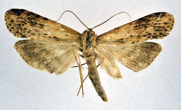 /filer/webapps/moths/media/images/S/stictica_Thacona_A_NHMO.jpg