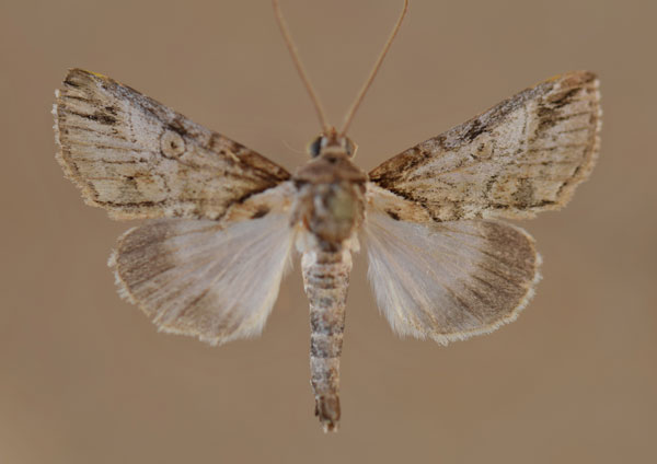 /filer/webapps/moths/media/images/S/sticticraspis_Risoba_A_Butler.jpg