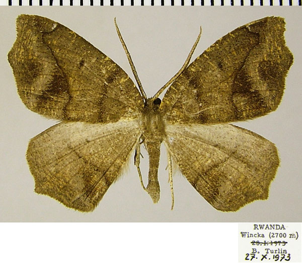 /filer/webapps/moths/media/images/S/stictigramma_Epigynopteryx_AF_ZSMa.jpg
