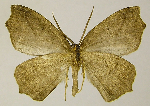 /filer/webapps/moths/media/images/S/stictigramma_Epigynopteryx_AF_ZSMb.jpg