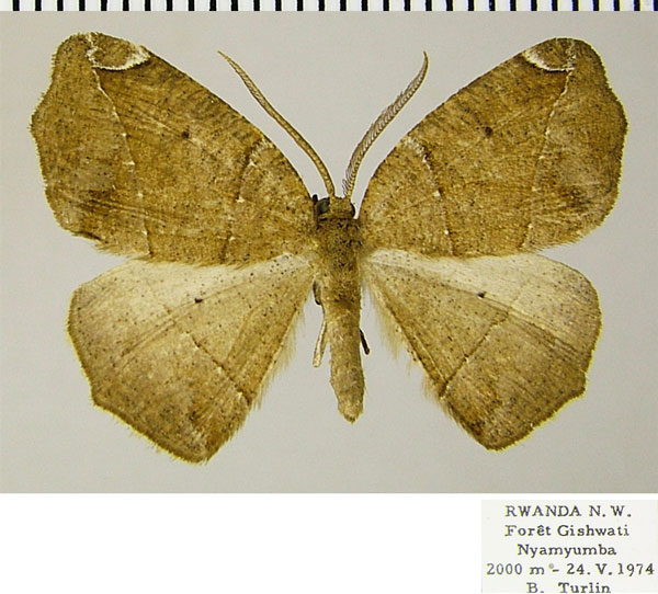 /filer/webapps/moths/media/images/S/stictigramma_Epigynopteryx_AM_ZSM.jpg