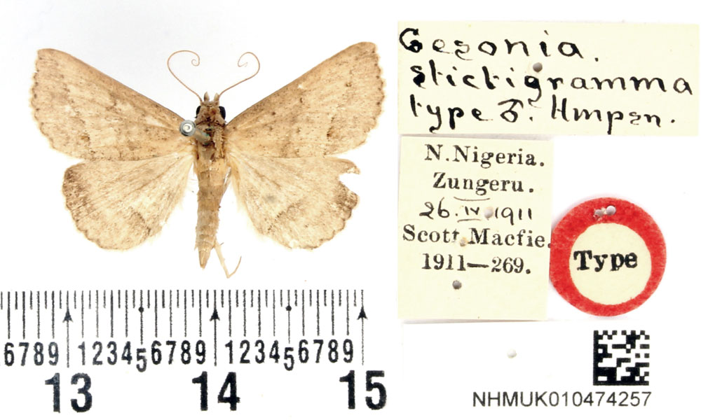 /filer/webapps/moths/media/images/S/stictigramma_Gesonia_HT_BMNH.jpg